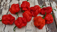 Moruga Red Monster (MRM) - Pepper Seeds - White Hot Peppers